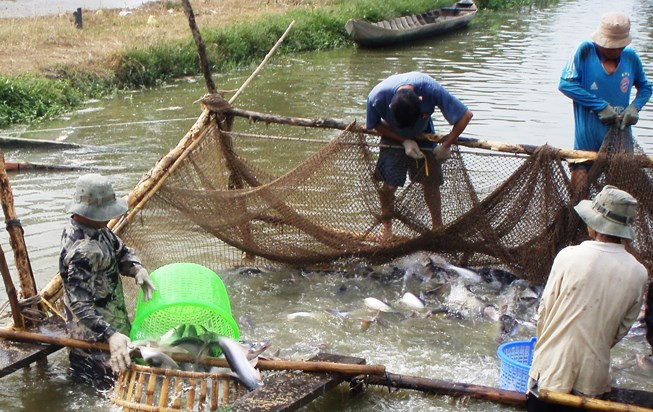 Thương lái Trung Quốc ra sức mua cá tra Việt, đem tăng trọng… rồi xuất khẩu